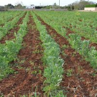 azienda-agricola-salento (1)