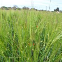 azienda-agricola-salento (3)